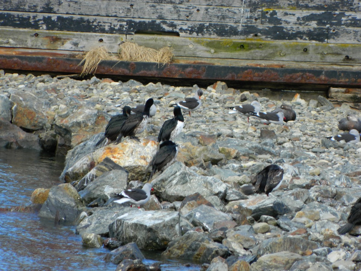 Cormoran de Magellan - ML643106437