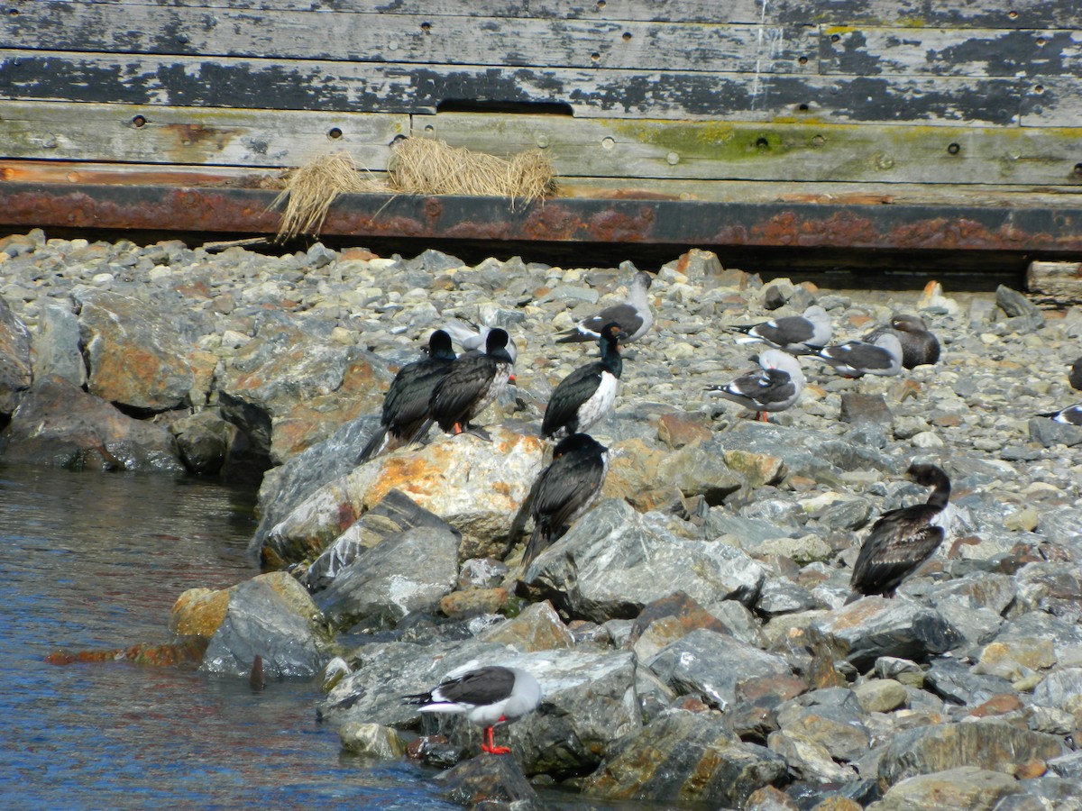 Cormoran de Magellan - ML643106445