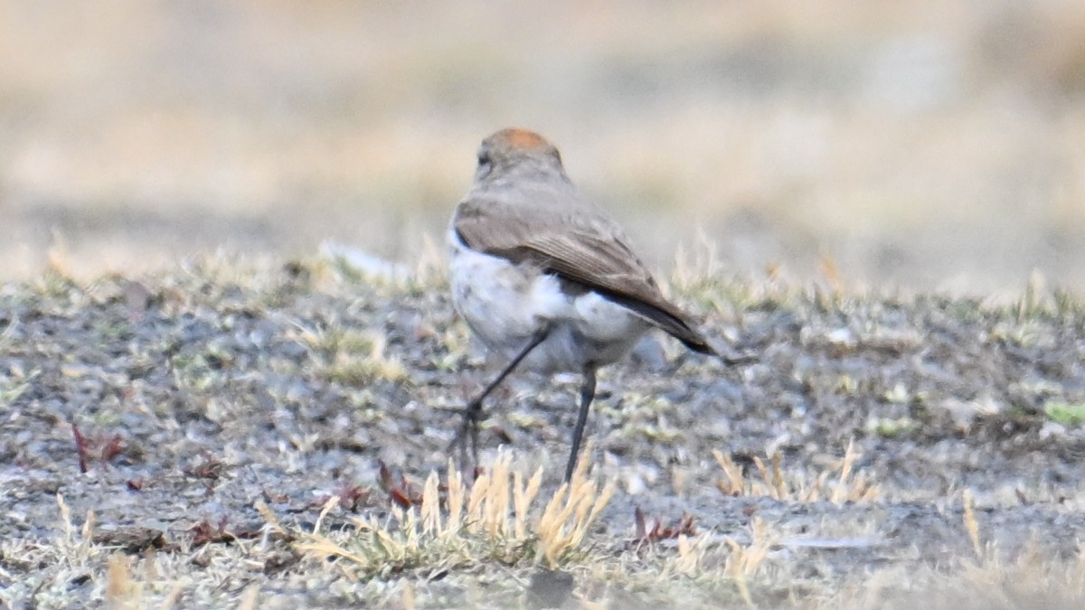 White-browed Ground-Tyrant - ML643106448