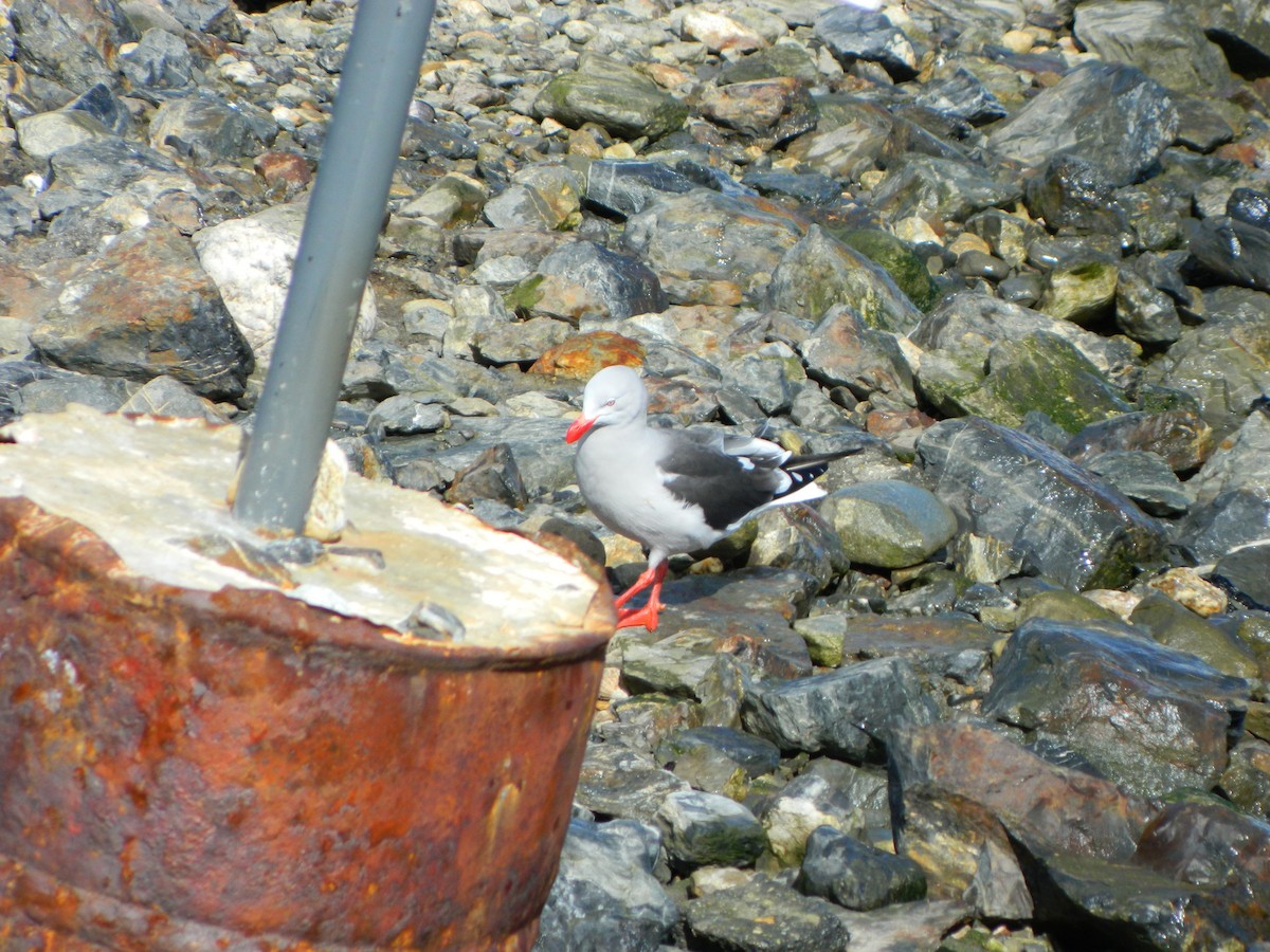 Dolphin Gull - ML643106457