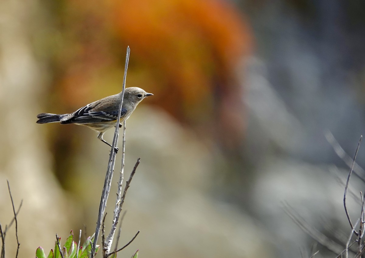 Yellow-rumped Warbler (Audubon's) - ML643106463