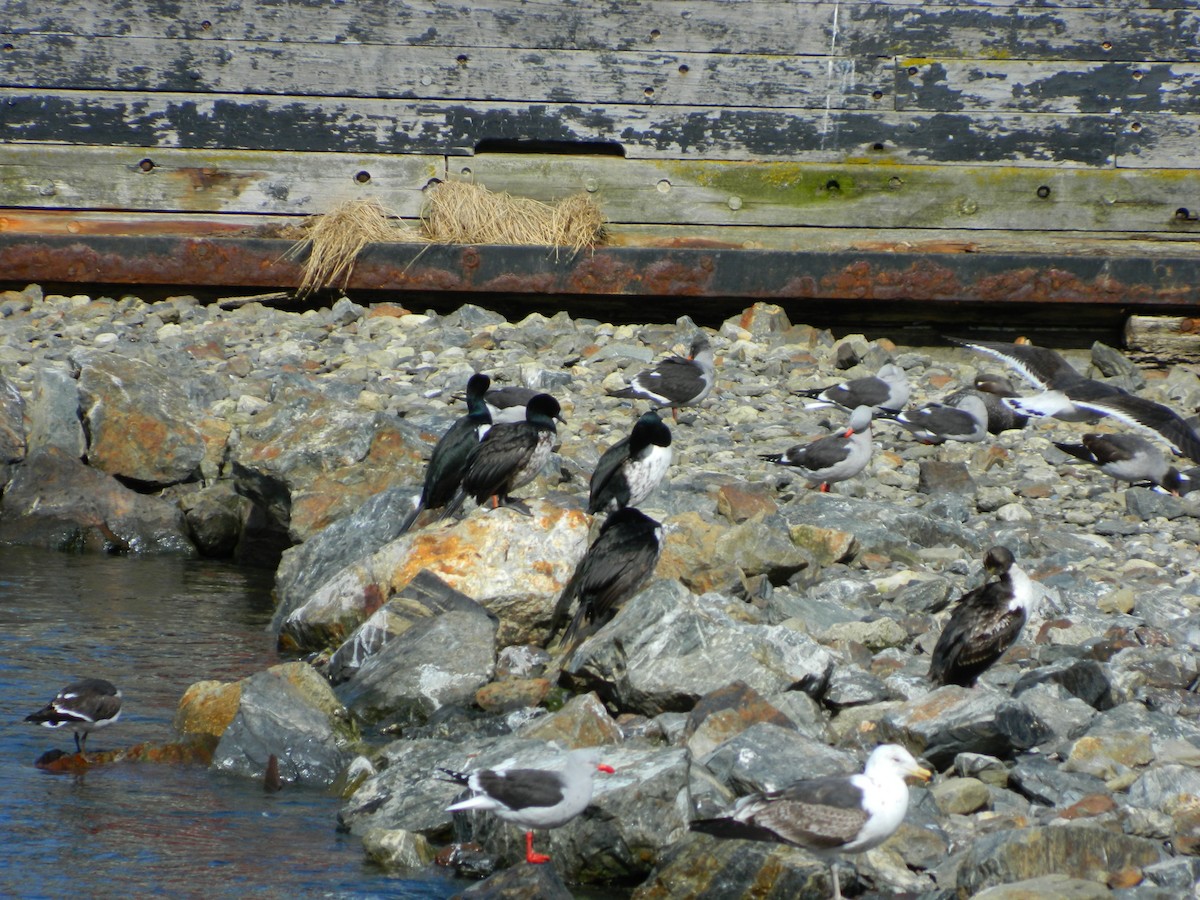 Cormoran de Magellan - ML643106468