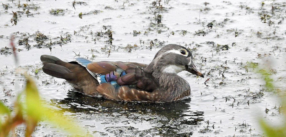 Wood Duck - ML643106470