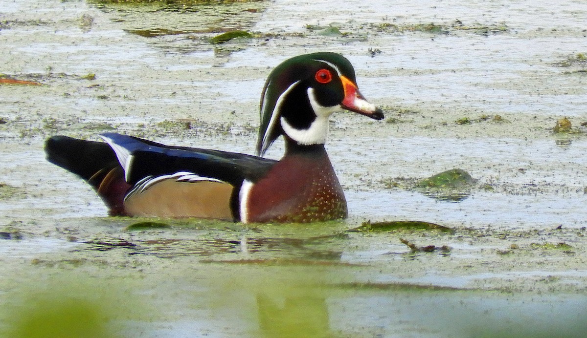Wood Duck - ML643106475