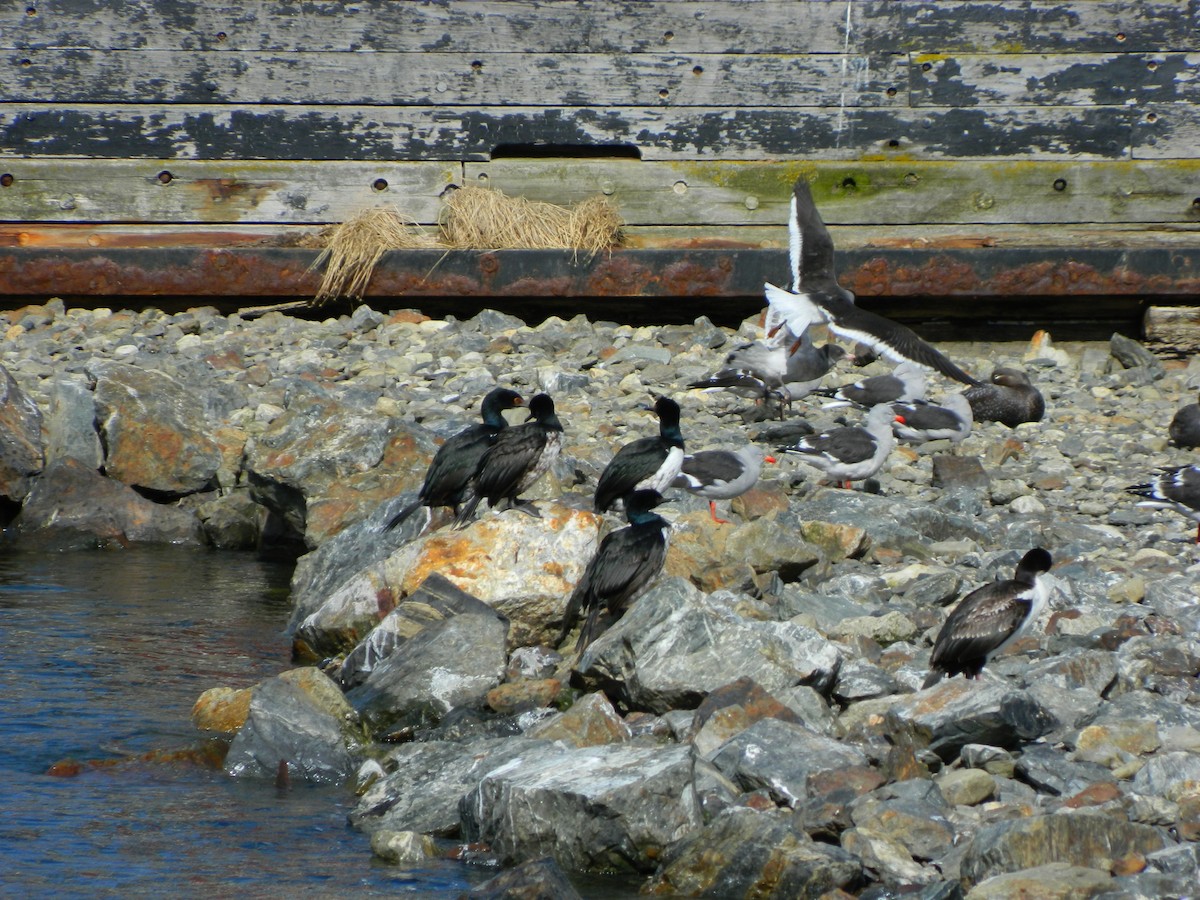 Cormoran de Magellan - ML643106515