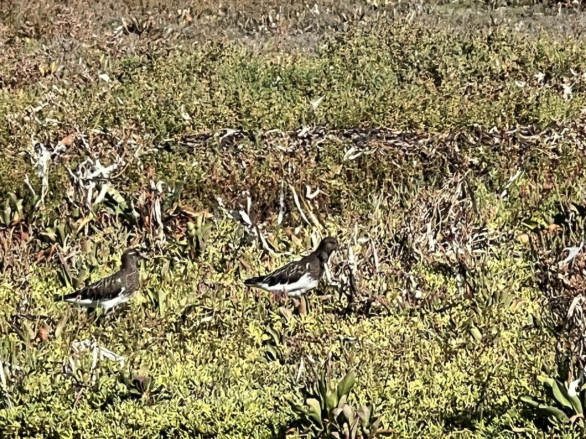 Black Turnstone - ML643106532