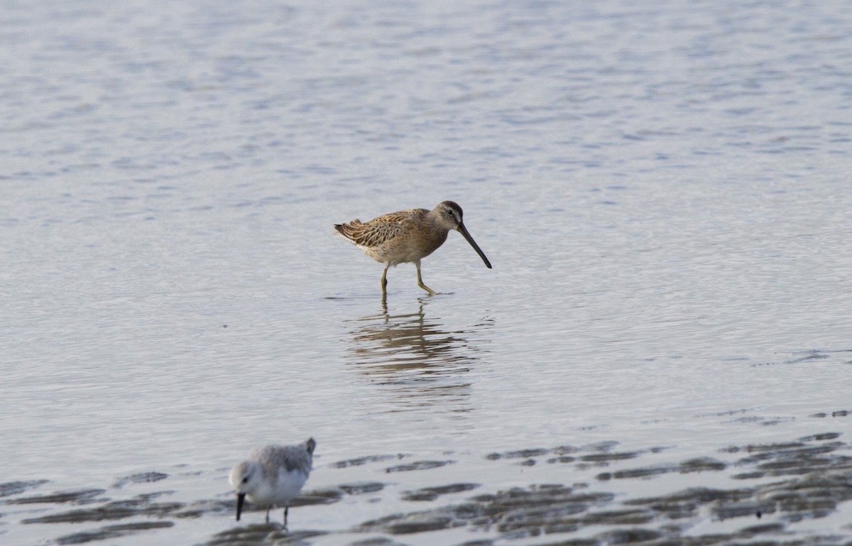 Short-billed/Long-billed Dowitcher - Cole Lewis