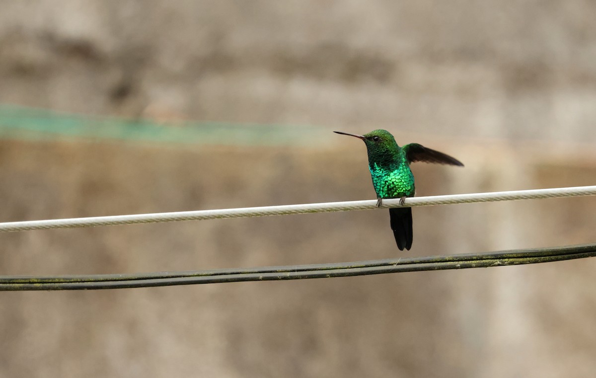 Canivet's Emerald - ML643106548