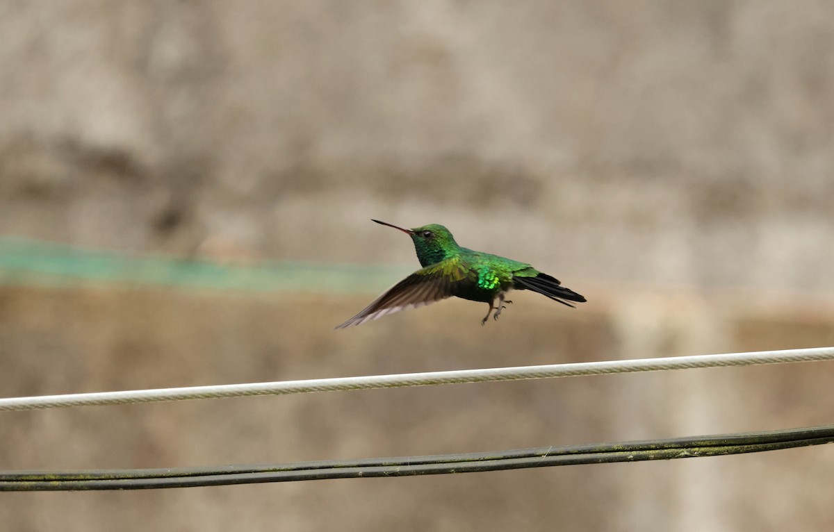 Canivet's Emerald - ML643106549