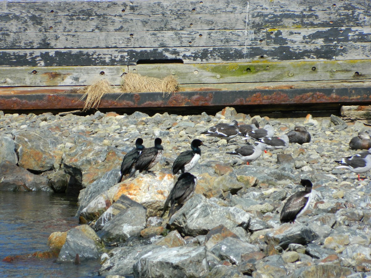 Cormoran de Magellan - ML643106561