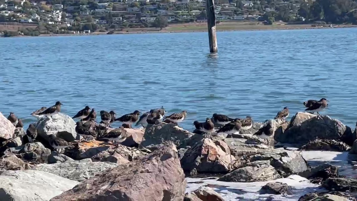 Black Turnstone - ML643106602