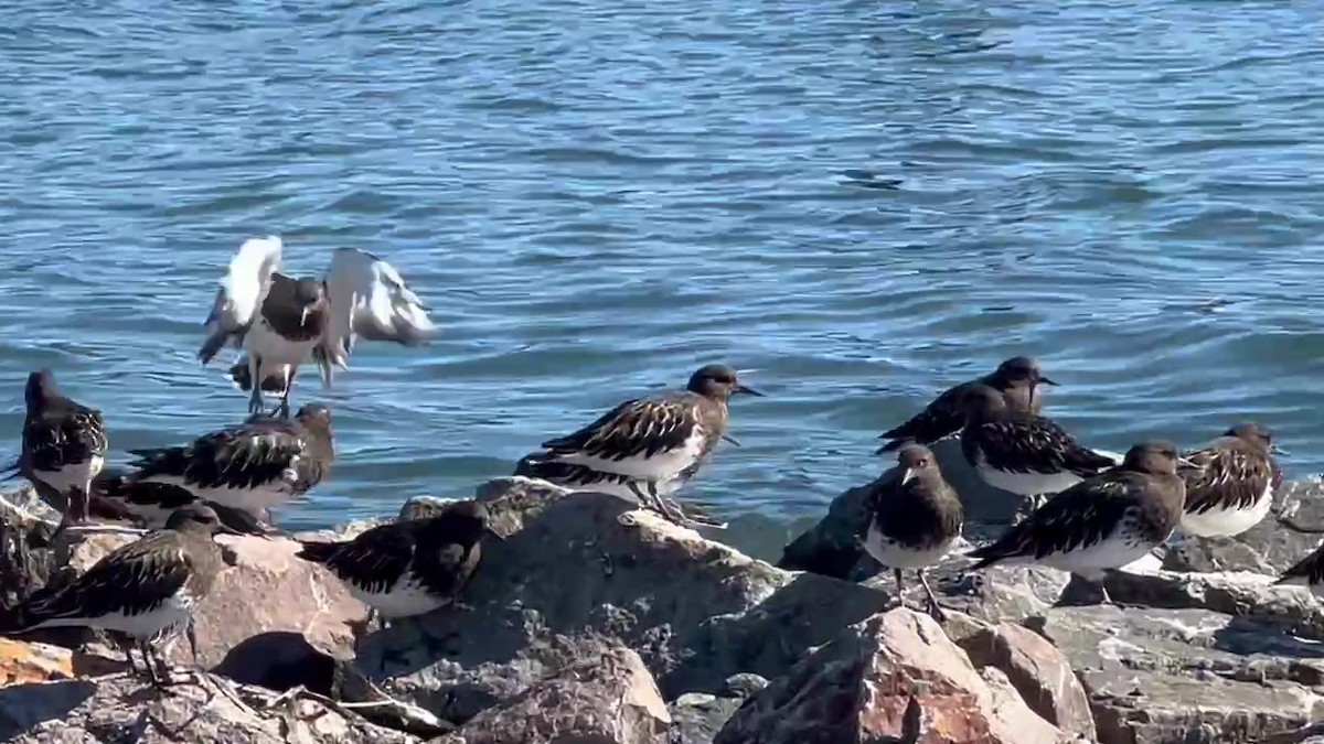 Black Turnstone - ML643106603