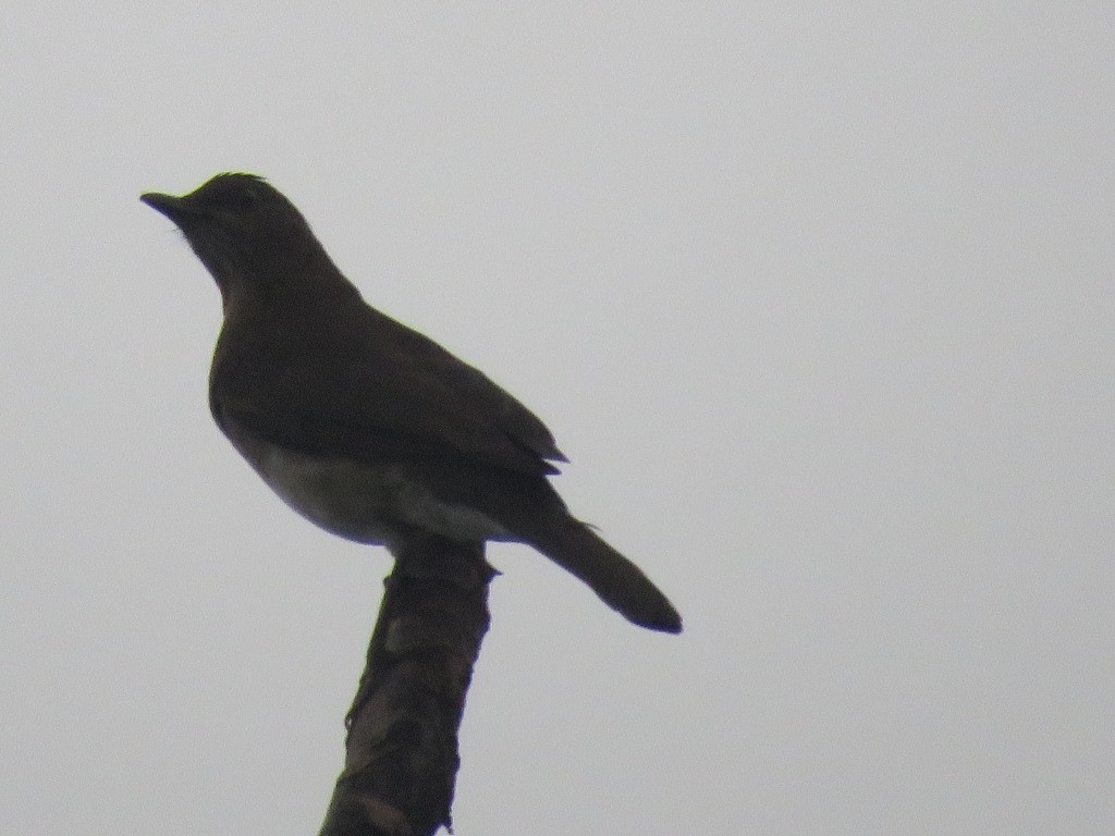 Black-billed Thrush - ML643106634