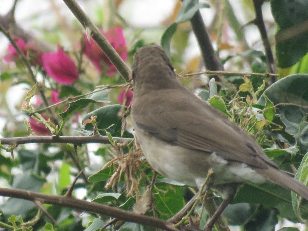 Black-billed Thrush - ML643106635