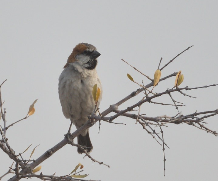 Gorrión Grande - ML643106672
