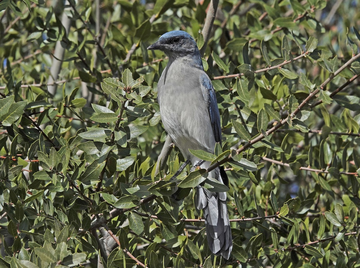 Mexikohäher - ML643106679