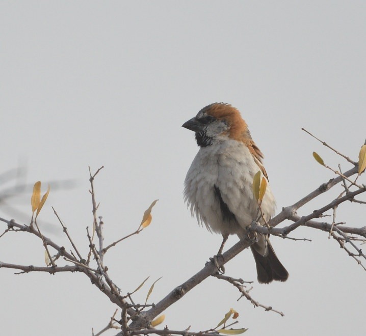 Gorrión Grande - ML643106680