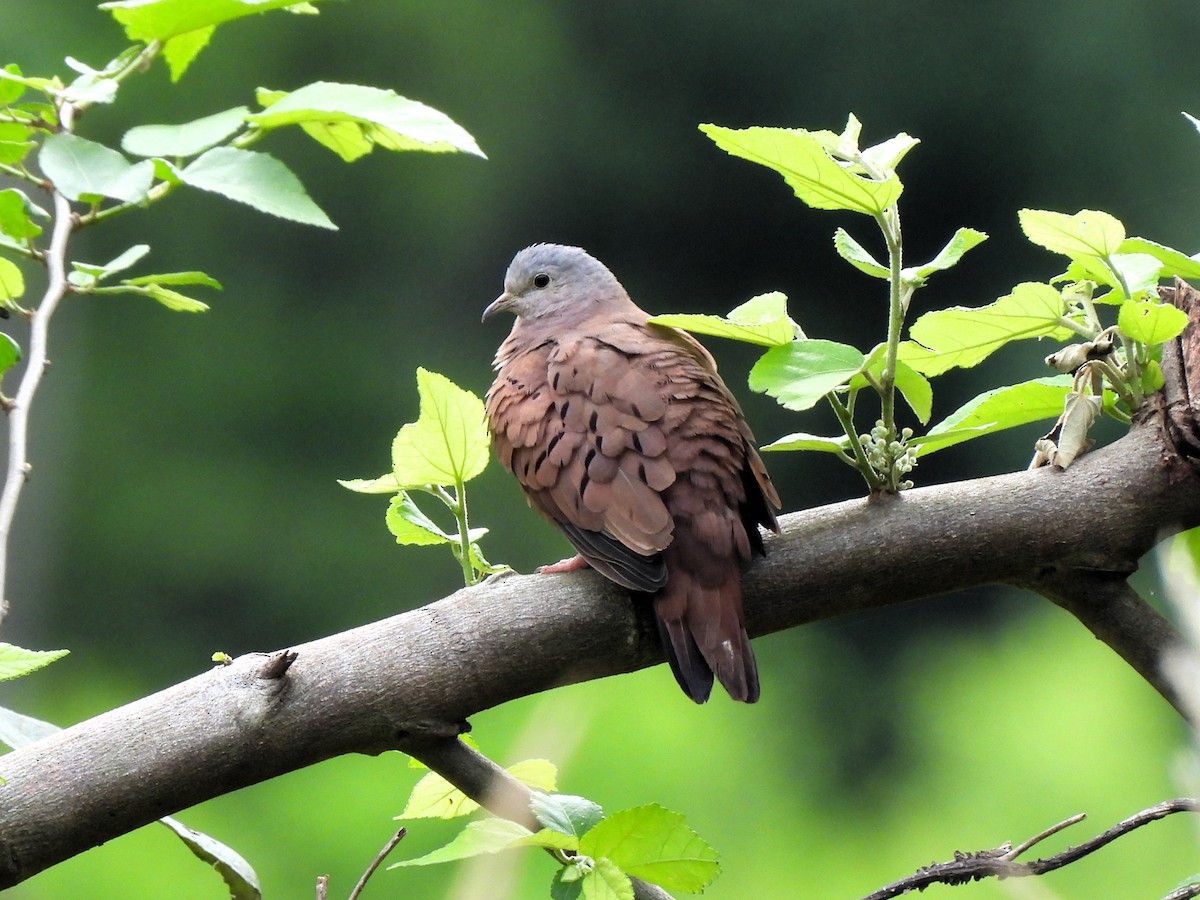 Ruddy Ground Dove - ML643106699