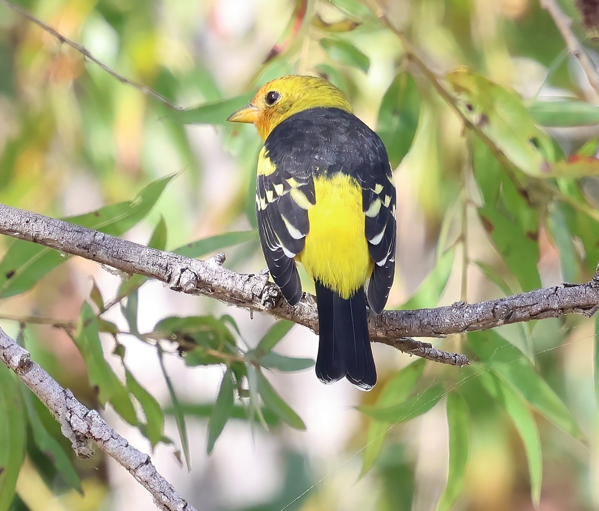 Western Tanager - ML643106746