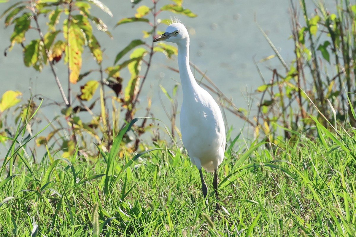 Western Cattle-Egret - ML643106769