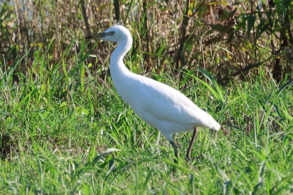 Western Cattle-Egret - ML643106770