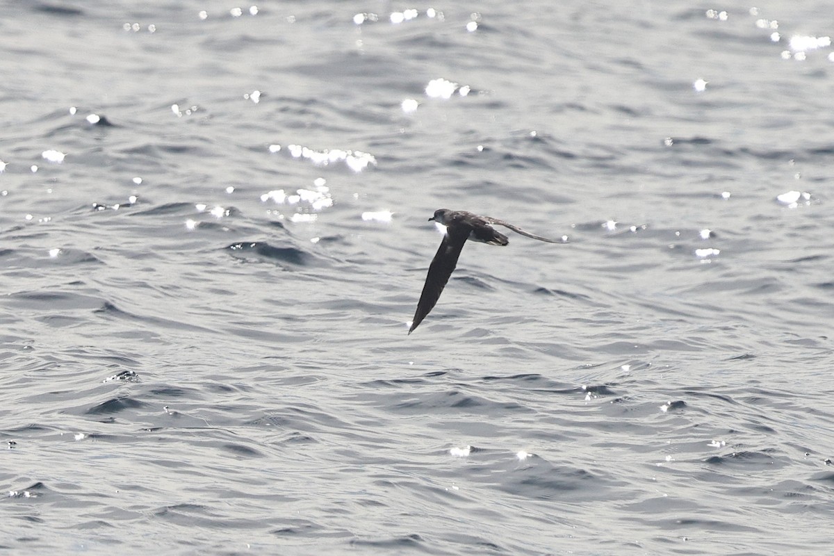 Barolo Shearwater - ML643106788
