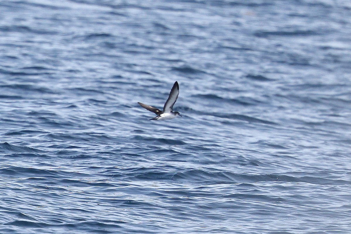 Barolo Shearwater - ML643106789