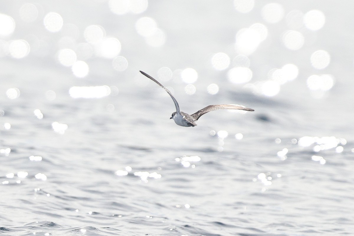 Barolo Shearwater - ML643106790