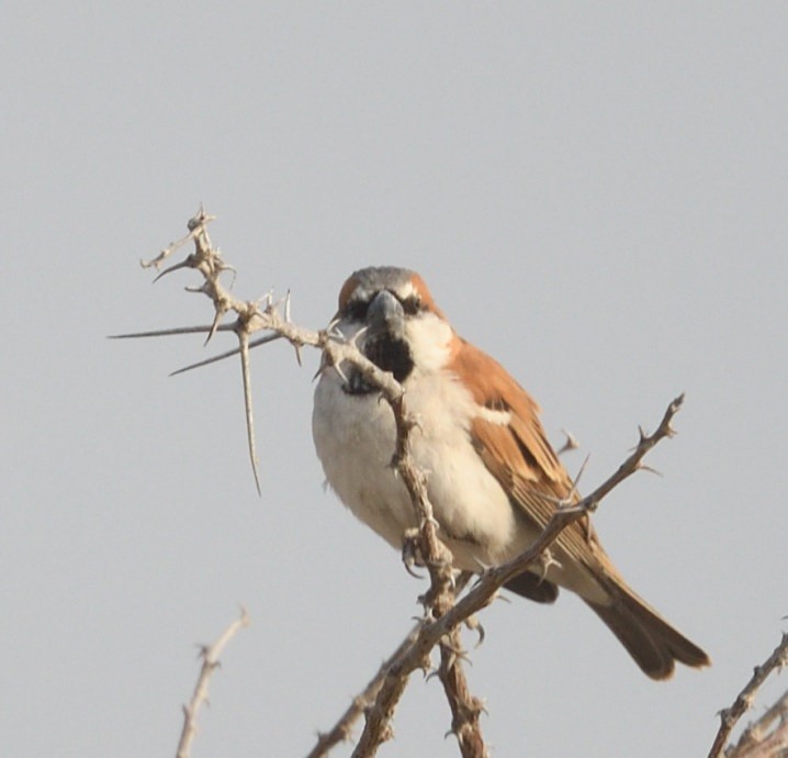 Gorrión Grande - ML643106875