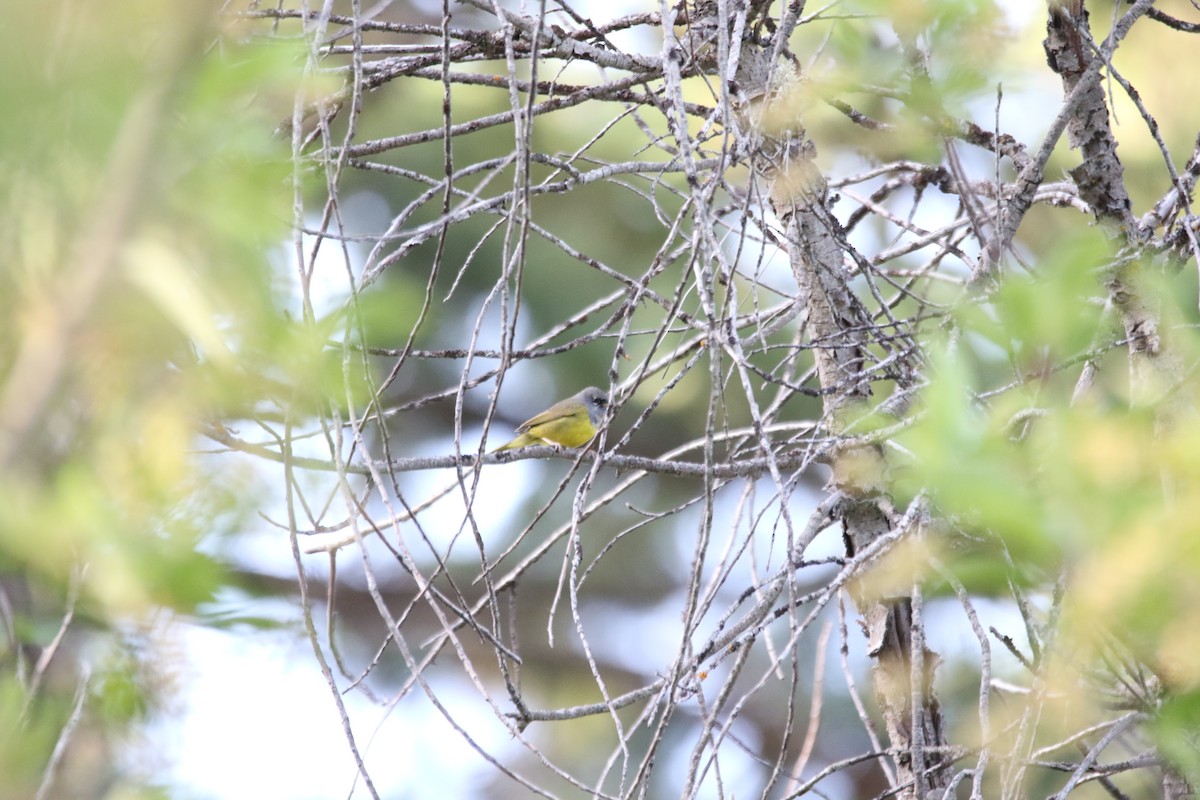 MacGillivray's Warbler - ML643106884