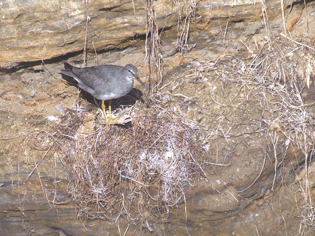 Wandering Tattler - ML643106892