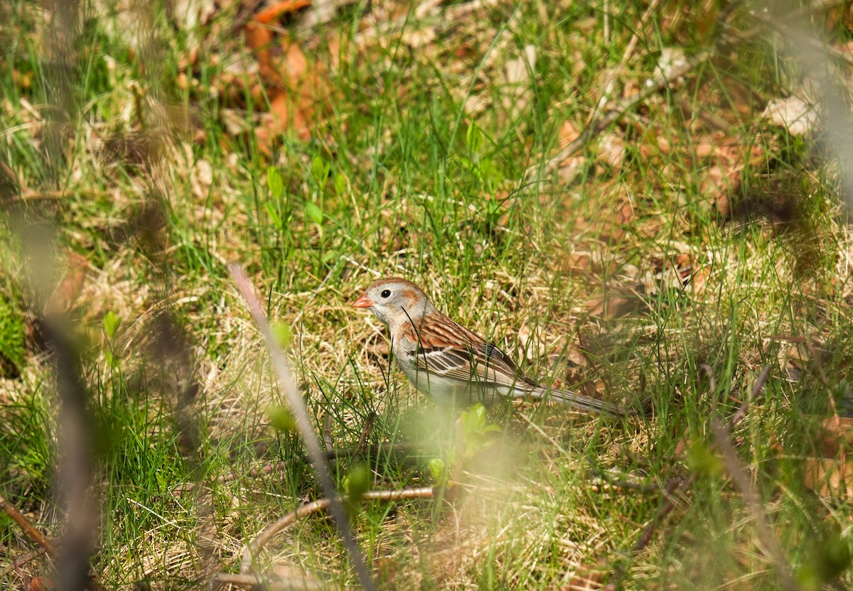 Field Sparrow - ML643106903
