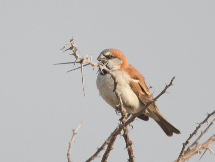 Gorrión Grande - ML643106914