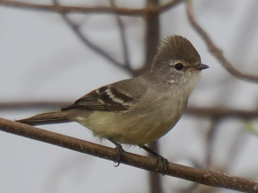 Southern Scrub-Flycatcher - ML643106945