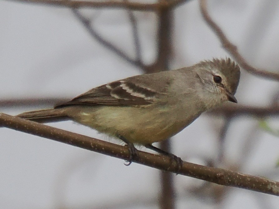 Southern Scrub-Flycatcher - ML643106948