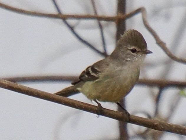 Southern Scrub-Flycatcher - ML643106952
