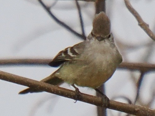 Southern Scrub-Flycatcher - ML643106955