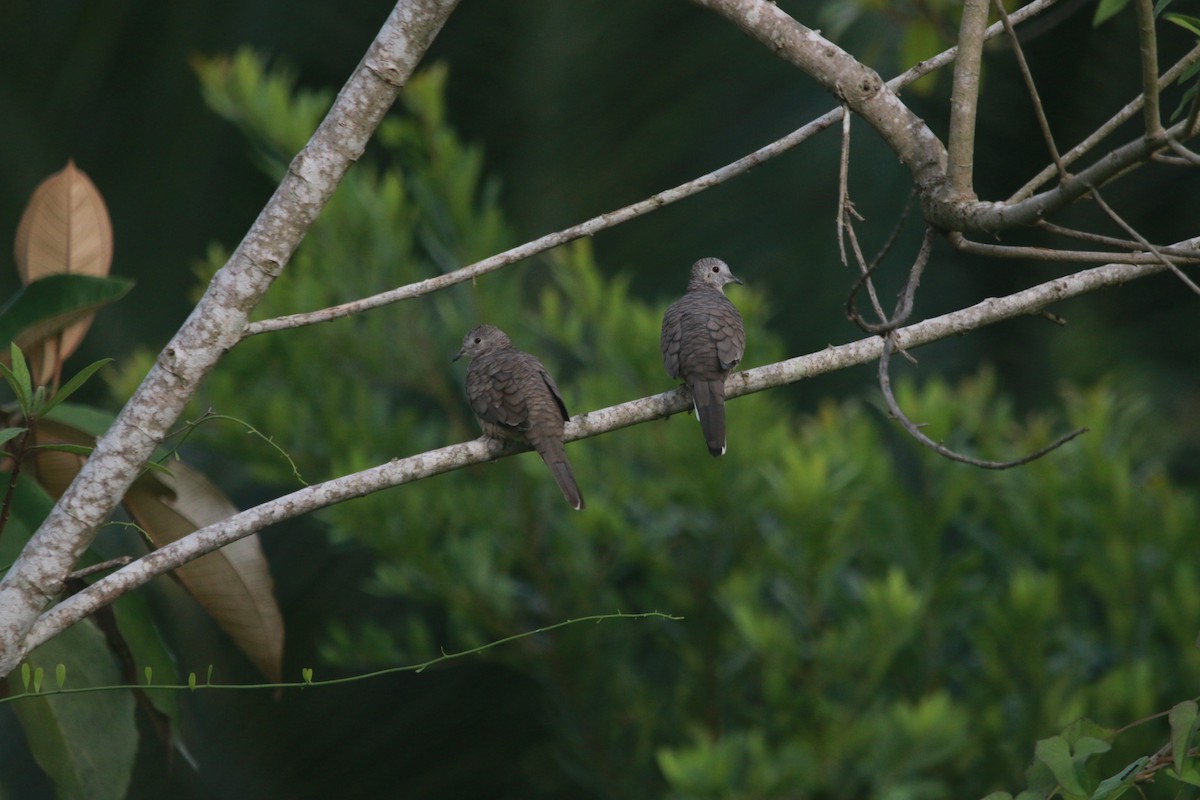 Inca Dove - ML643106965