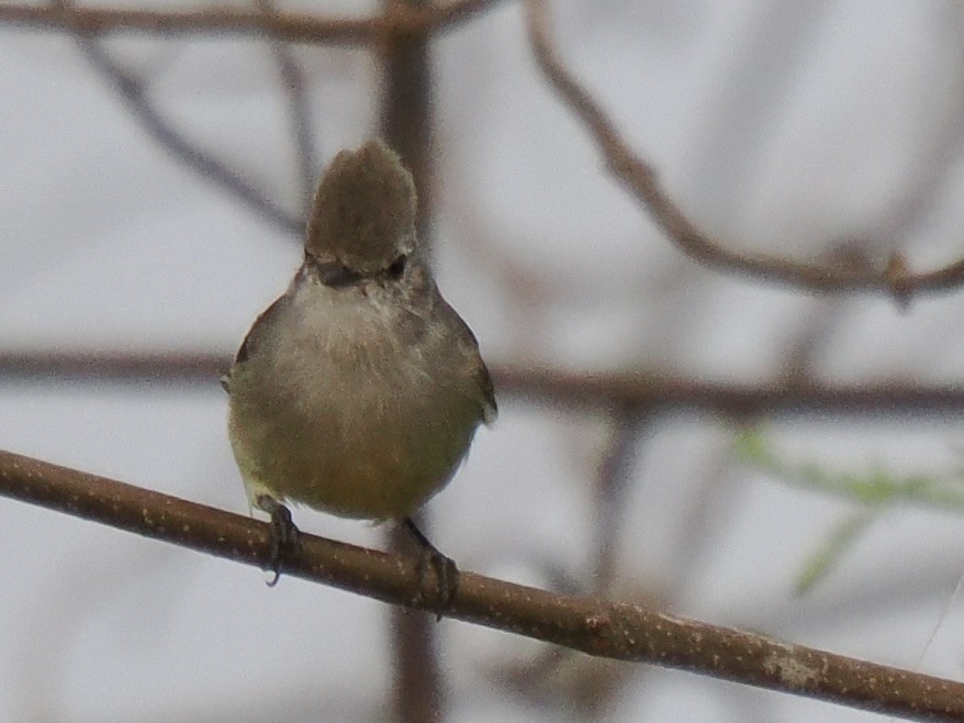 Southern Scrub-Flycatcher - ML643106968