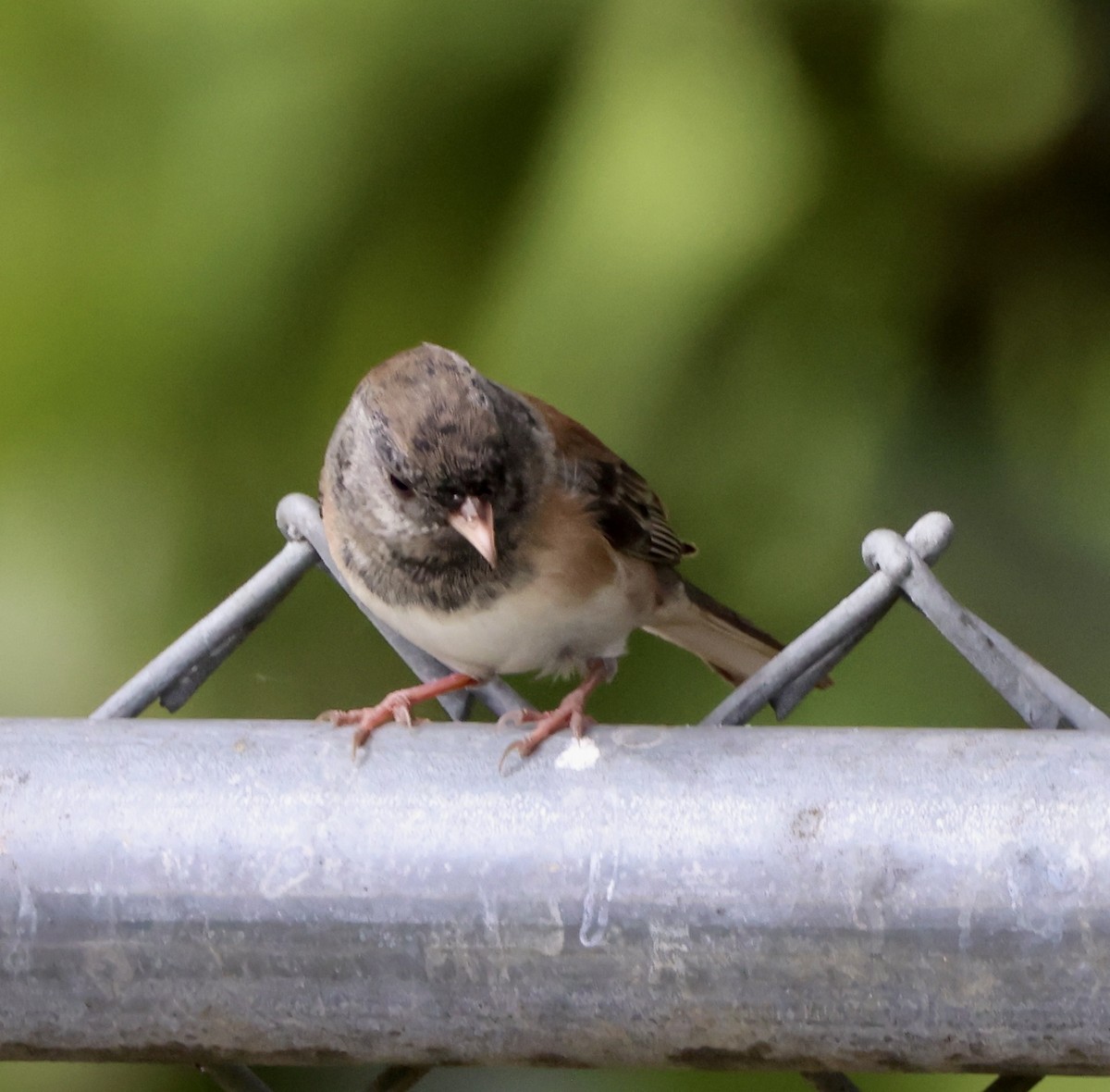 Dark-eyed Junco - ML643106974