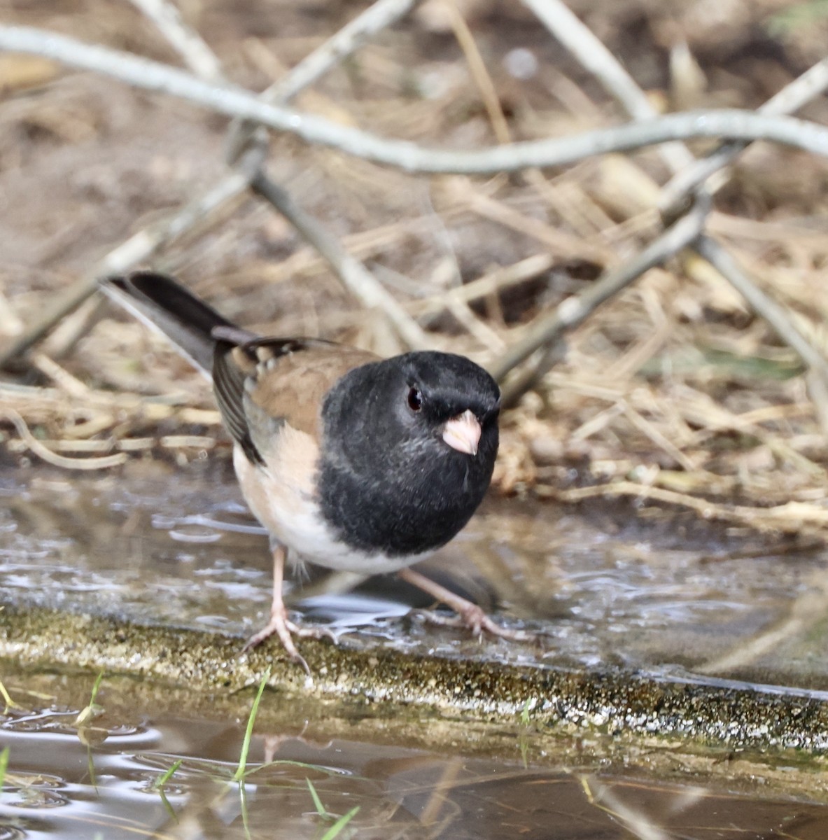 Dark-eyed Junco - ML643106975