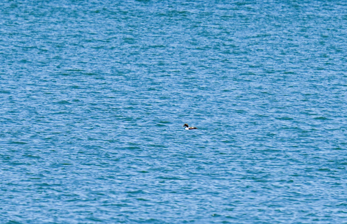 Common Eider - ML643106976