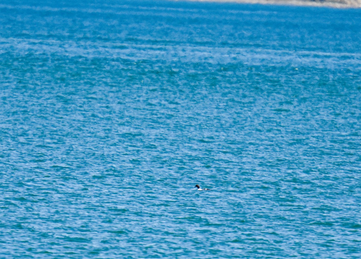 Common Eider - ML643106977