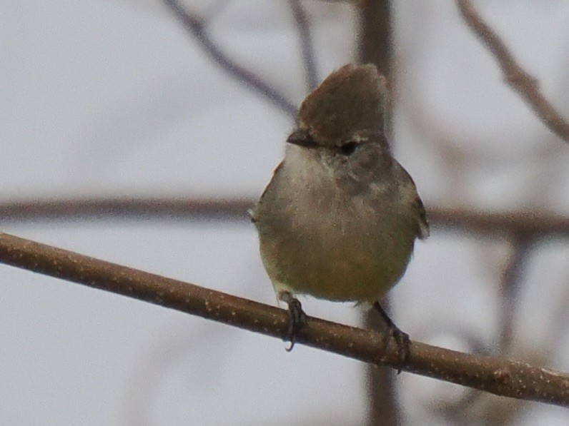 Southern Scrub-Flycatcher - ML643106981