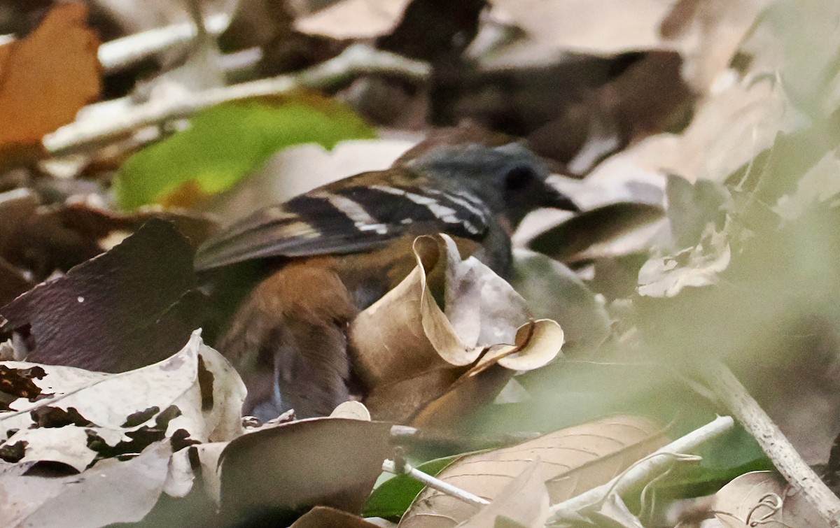 Australian Logrunner - ML643106987
