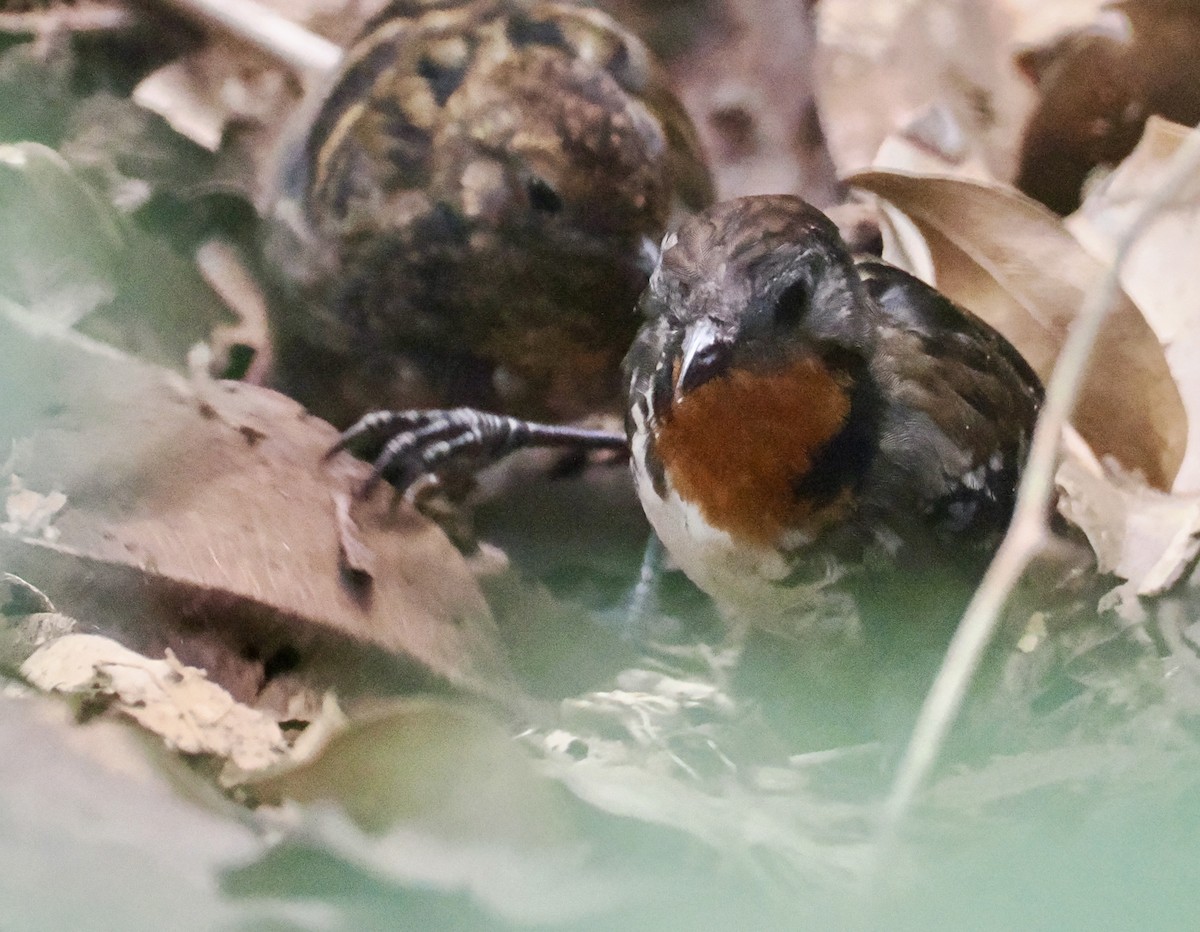 Australian Logrunner - ML643106988