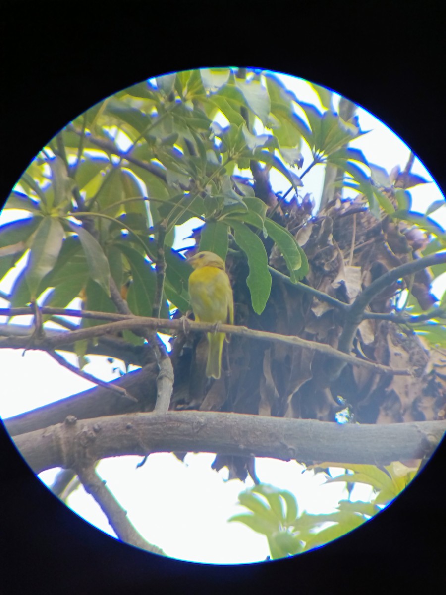 Saffron Finch - ML643106993