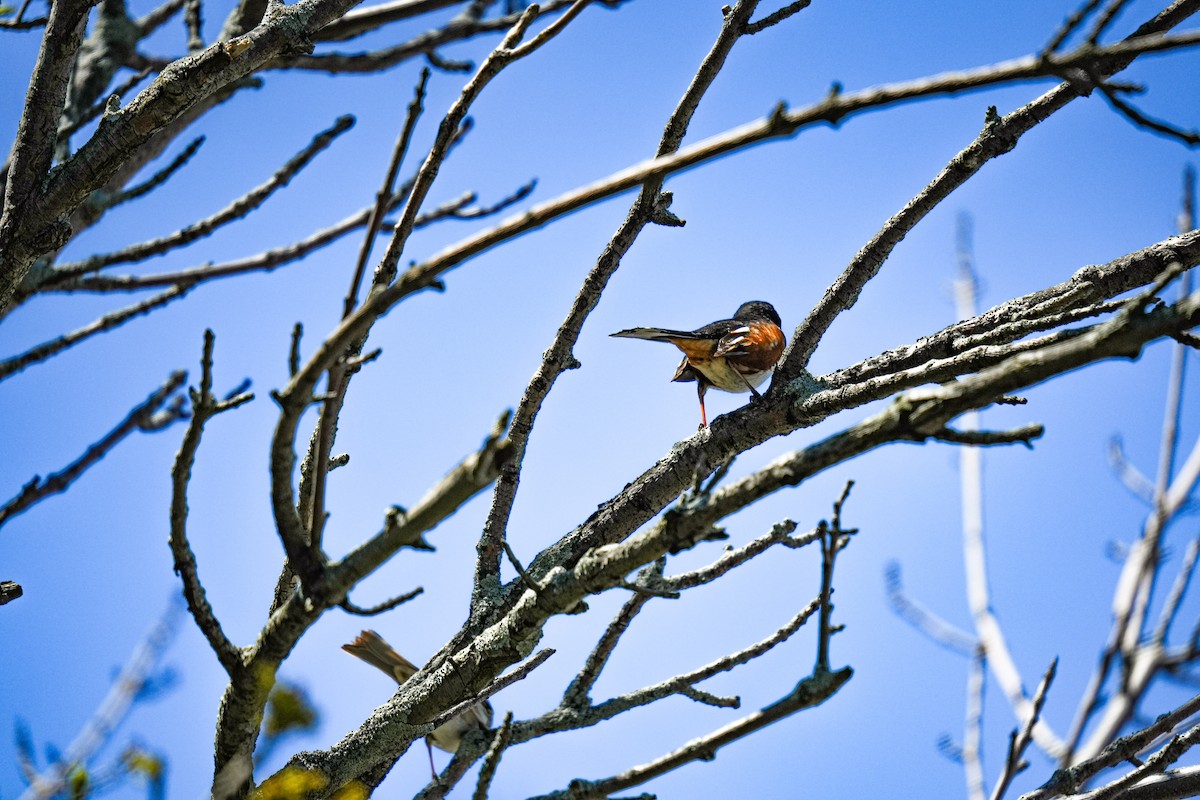 ワキアカトウヒチョウ - ML643107003
