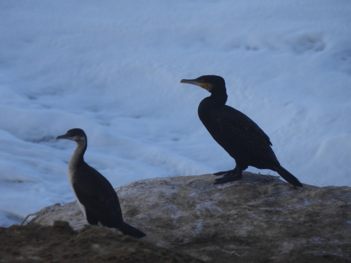 Cormorán Carinegro - ML643107021