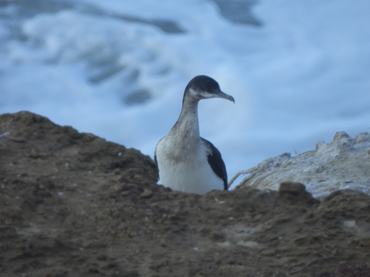 Cormorán Carinegro - ML643107023